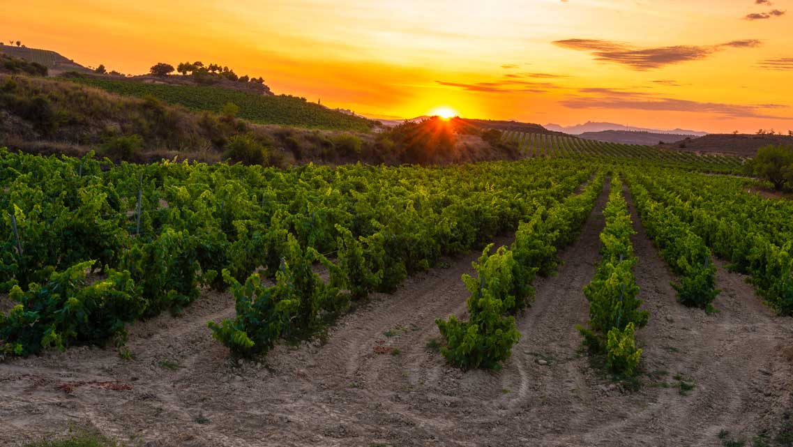 francia-se-rinde-al-gran-vino-espanol