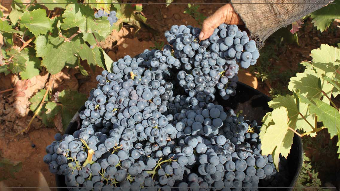 rioja-aprueba-la-normas-de-campana-para-una-vendimia-marcada-por-la-crisis-global